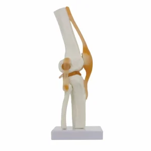 SKU: MG24051  Functional Knee Joint with Ligaments Model