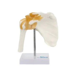 SKU: MG24052  Functional Shoulder Joint Model