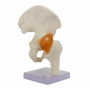 SKU: MG24053  Functional Hip Joint Model