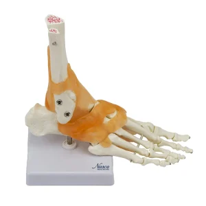 SKU: MG24054  Ankle Joint with Ligaments Model