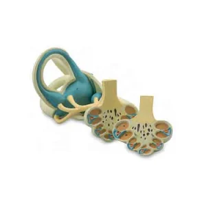 SKU: MG24118  Labyrinth Model, 18X Enlarged, 2 Parts