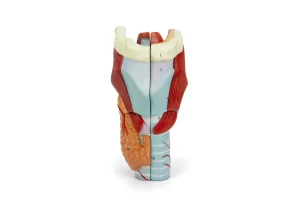 SKU: MG29156  Larynx Model, 2X Enlarged, 5-Parts
