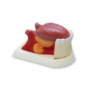 SKU: MG29179  Tongue Model, 2.5X Enlarged, 3 Parts