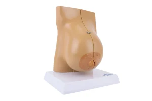 SKU: MG29239  Lactating Breast Model