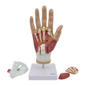 SKU: MG29364  Hand with Ligaments & Muscles Model, 4 Parts