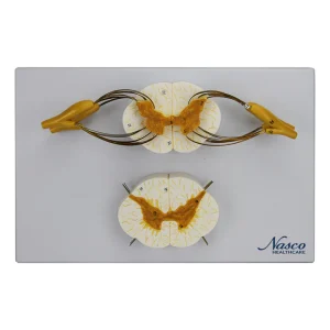 SKU: MG29407  Spinal Cord with Nerves Model, 8X Enlarged