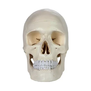 SKU: MG29411  Disarticulated Half-Skeleton, Unmounted