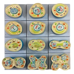 SKU: MG29412  Meiosis Model, 12 Parts