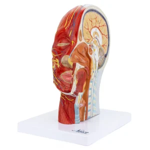 SKU: MG29511  Half-Head with Muscles Model