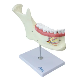 SKU: MG29512  Half Lower Jaw Model, 3X Enlarged