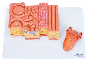 SKU: MG29520  Micro-Anatomy of Tongue Model, 20X Enlarged