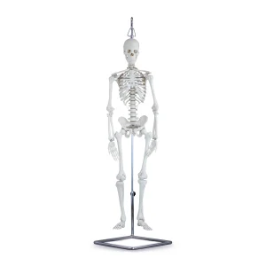 SKU: MG29689  Mini-Skeleton Model on Stand