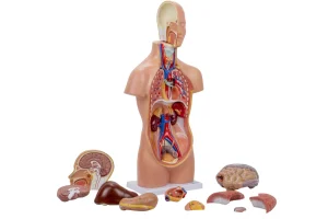 SKU: MG29696  Mini Unisex Torso Model, 12 Parts