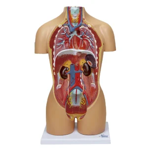 SKU: MG29697  Mini Dual-Sex Torso Mode, 16 Parts