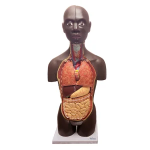 SKU: MG29698  Mini Dual-Sex Torso Mode, 16 Parts