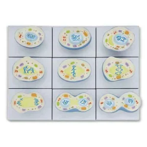 SKU: MG29719  Mitosis Model, 9-Parts