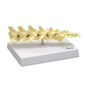 SKU: MG29736  Canine Lumbar Vertebral Model