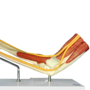 SKU: MG29739  Elbow with Muscles Model