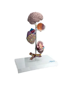 SKU: MG29749  Arterial Hypertension Model