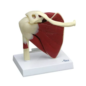 SKU: MG29750  Shoulder with Articulating Rotator Cuff Model