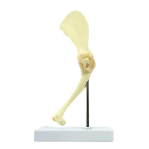 SKU: MG29754  Canine Shoulder Model, Medium Size