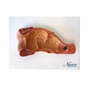 SKU: MG29767  Rectum Cross-Section Model, 3X Enlarged