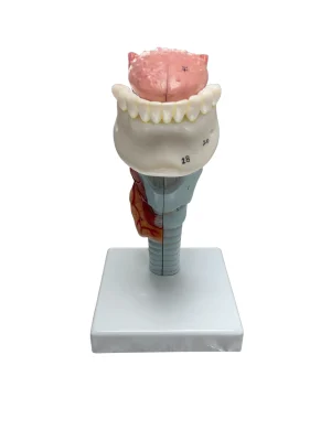 SKU: MG29773  Larynx with Tongue & Teeth Model, 5 Parts