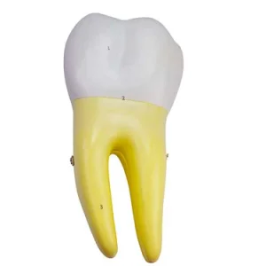 SKU: MG29802  Lower Molar Tooth Model, 2 Parts