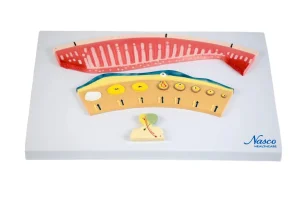 SKU: MG29845  Hormonal Changes in Women Model