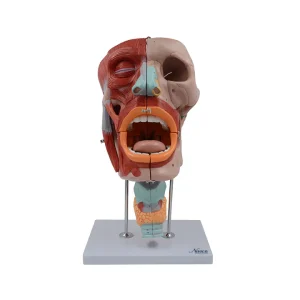 SKU: MG29864  Head Musculature Model, Enlarged, 10 Parts