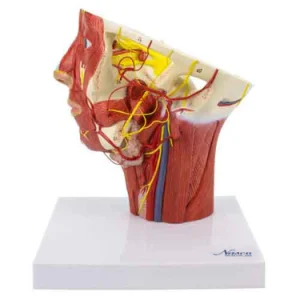 SKU: MG29865  Musculature of Head with Arteries Model