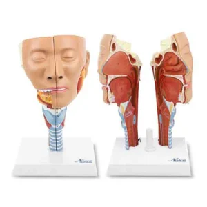 SKU: MG29866  Head Musculature with Larynx Model, 2 Parts