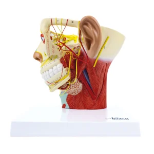 SKU: MG29867  Head Musculature with Nerves Model