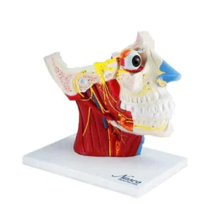 SKU: MG29868  Head Musculature with Cranial & Autonomic Nerves Model, 2 1/2X Enlarged