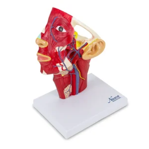 SKU: MG29869  Head Musculature with Blood Vessels Model