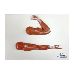 SKU: MG29870  Arm Muscles Model, Half-Size
