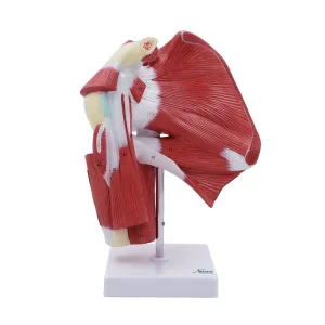 SKU: MG29871  Shoulder Muscles with Ligaments Model