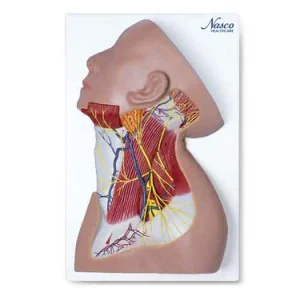SKU: MG29872  Neck Muscles with Nerves Model