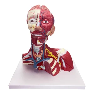 SKU: MG29874  Head, Heck, & Thoracic Muscles Model, 3 Parts