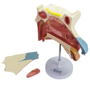 SKU: MG29876  Nasal Cavity Model, 3X Enlarged, 3 Parts