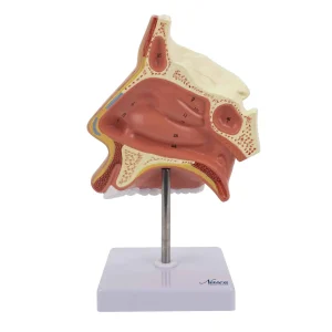 SKU: MG29877  Nose with Nasal Cavity Model