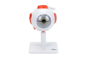 SKU: MG29938  Eye Model, 3X Enlarged, 8-Parts
