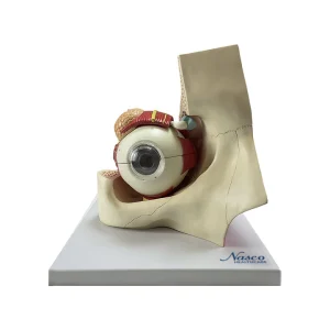 SKU: MG29939  Eye Model, 5X Enlarged, 11-Parts