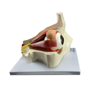 SKU: MG29940  Eye Model, 5X Enlarged, 4-Parts