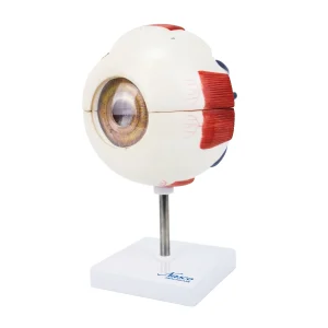 SKU: MG29941  Eye Model, 6X Enlarged, 6 Parts