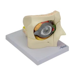 SKU: MG29943  Eye Model, 2.5X Enlarged, 14 Parts