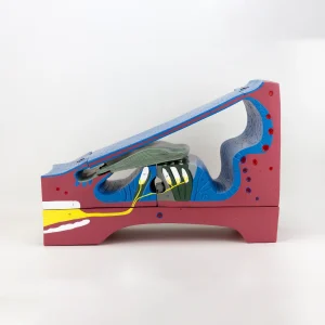 SKU: MG29946  Organ of Corti Model, 350X Enlarged, 5 Parts
