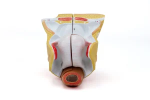 SKU: MG29948  Female Genital Organ Model, 4 Parts