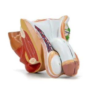 SKU: MG29950  Male Genital Organ Model, 4 Parts