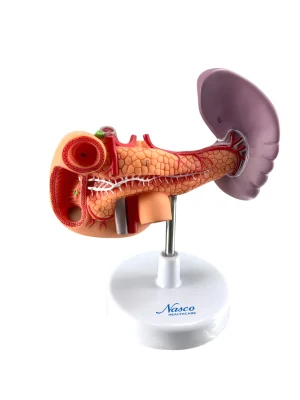 SKU: MG29951  Posterior Abdominal Organs Model on Stand
